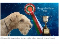 Lakeland Terrier thumbnail
