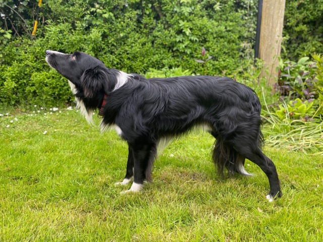 Border Collie Stud 21776