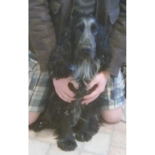 English Cocker Spaniel Stud 21216