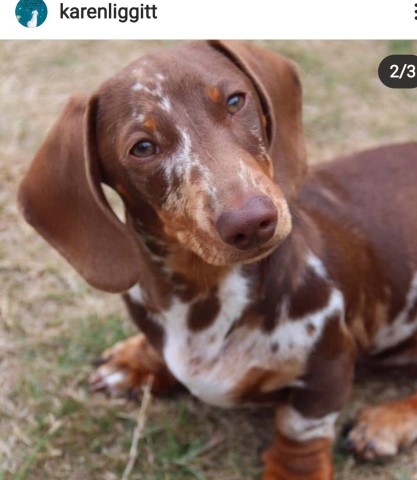 Dachshund Breeder 21639