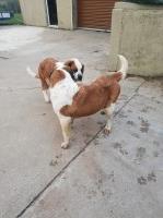 Saint Bernard thumbnail