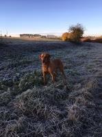 C Brackenbury - Labrador Retriever Stud