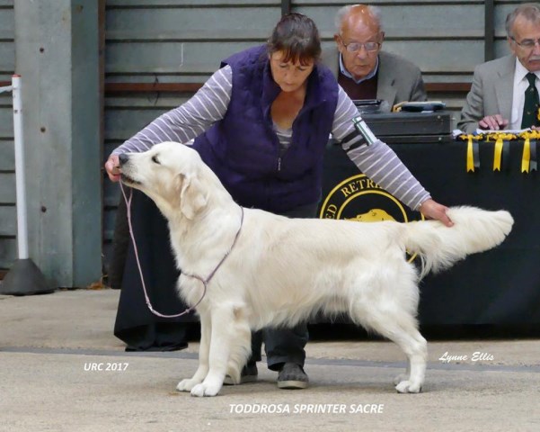 Golden Retriever Stud 21369