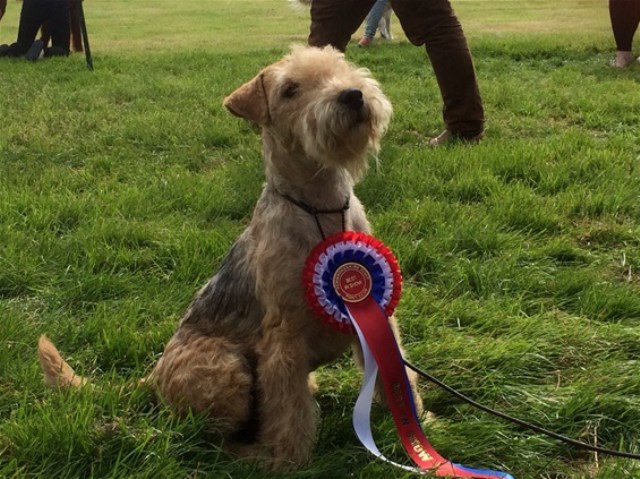 Lakeland Terrier Breeder 16299