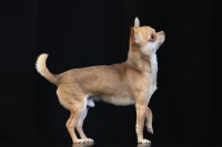 Chihuahua thumbnail