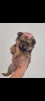 Pomeranian thumbnail
