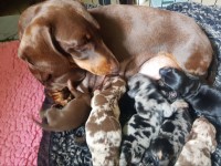 Muzzleflash Dachshund breeder