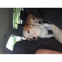 Sam - Jack Russell Terrier Stud