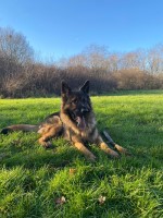 Aleksandra - German Shepherd Dog Breeder German Shepherd Dog breeder