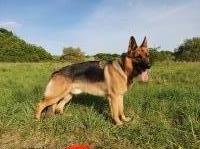 Monika Styblinska - German Shepherd Dog Stud