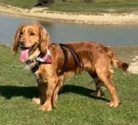 Ann - English Cocker Spaniel Stud