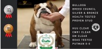 English Bulldog thumbnail