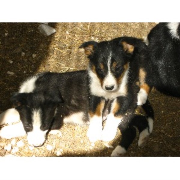 Dog Rescue Somerset Uk Dog Rescue Somerset Uk