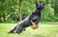 Max - German Shepherd Dog Stud