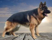 Joanna Puchalska - German Shepherd Dog Stud