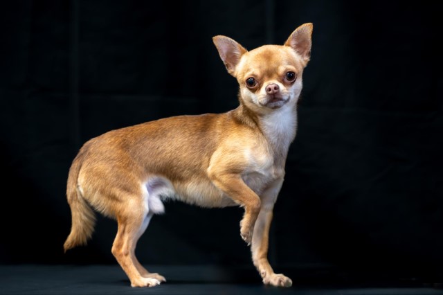 Chihuahua Stud 21804