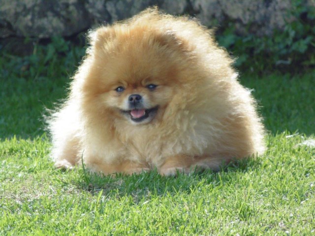 Pomeranian Stud 13362