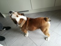 Lisa Williams - English Bulldog Stud