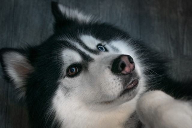 Siberian Husky Stud 21750