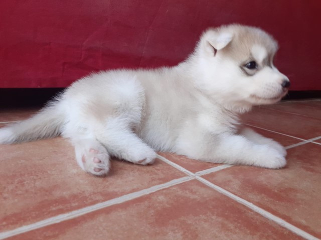 Siberian Husky Stud 21655