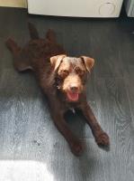 Lakeland Terrier thumbnail