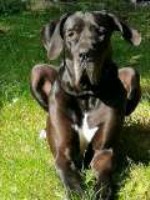 Alexandra Andrei - Great Dane Stud