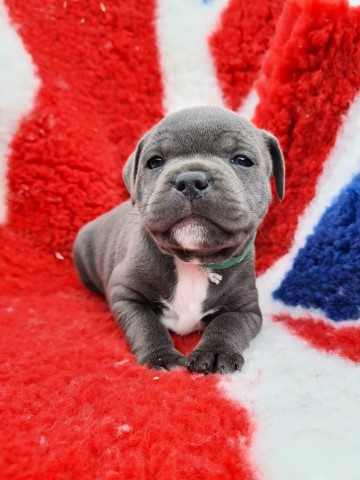 Staffordshire Bull Terrier Breeder 21647