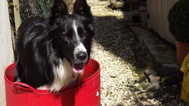 Border Collie Stud 21371