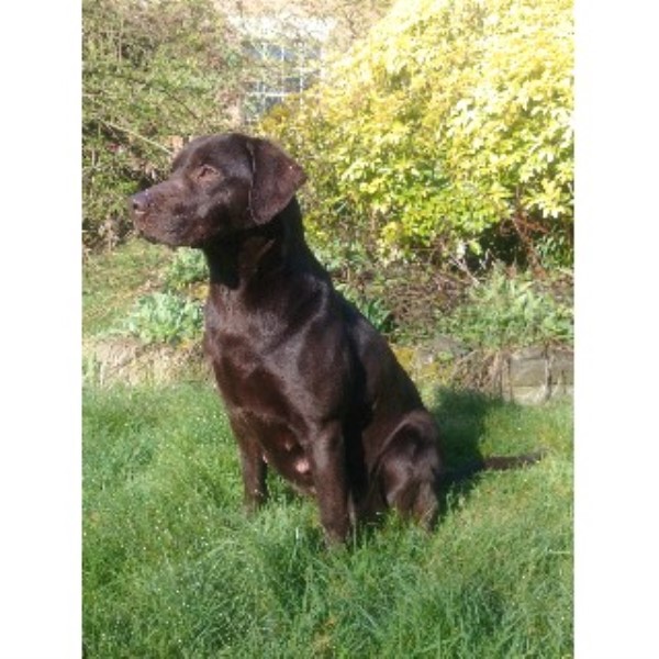 working golden retriever breeders uk working gundogs labrador retriever breeder in great glen working golden retriever breeders uk working gundogs labrador retriever breeder in great glen