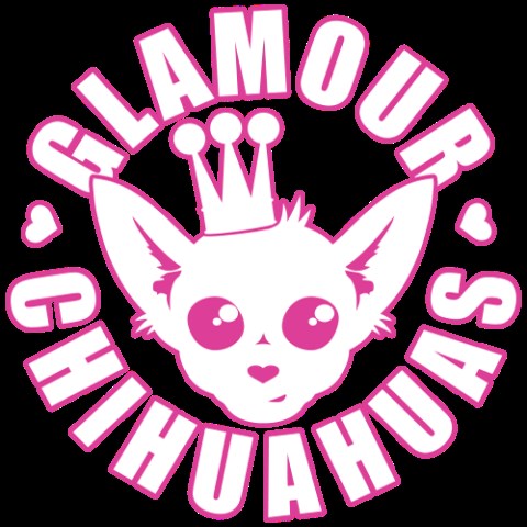 Glamour Chihuahuas
