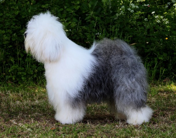 HAZYLAND OLD ENGLISH SHEEPDOGS