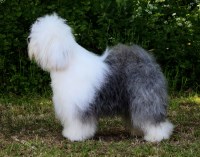 HAZYLAND OLD ENGLISH SHEEPDOGS Old English Sheepdog breeder