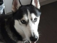 Stud - Siberian Husky Stud