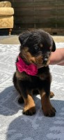Rottweiler thumbnail