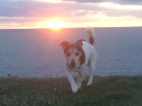 matt r - Jack Russell Terrier Stud