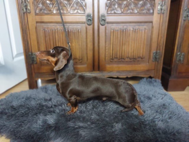 Dachshund Stud 21762