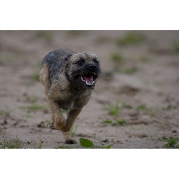 border terrier breeders east midlands