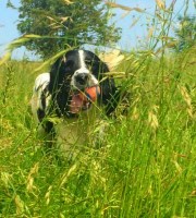 English Springer Spaniel thumbnail