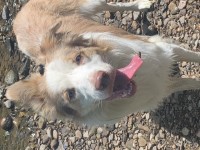 Kate - Border Collie Stud