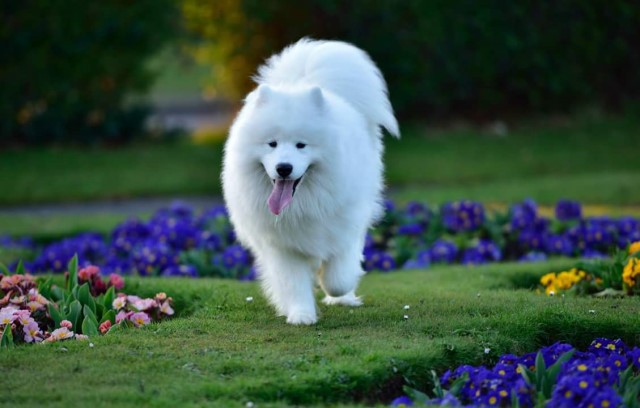 wintertide Samoyeds