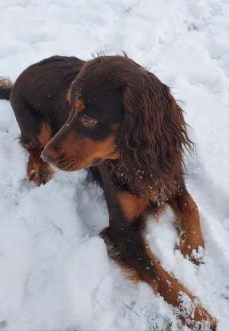 English Cocker Spaniel Stud 21608