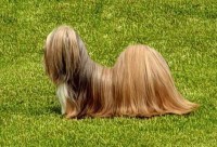 Lhasa Apso thumbnail