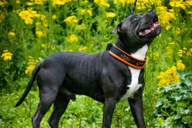 Staffordshire Bull Terrier Stud 21648