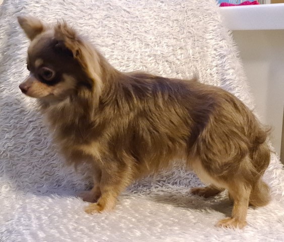 Chihuahua Stud 21740