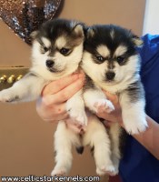 Siberian Husky thumbnail