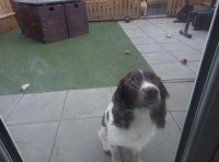 Luke - English Springer Spaniel Stud