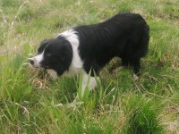 Border Collie thumbnail