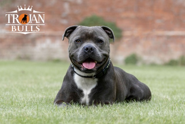 Staffordshire Bull Terrier Stud 21792