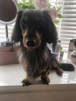 Teresa Tomlin - Dachshund Stud