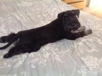 Miniature Schnauzer thumbnail